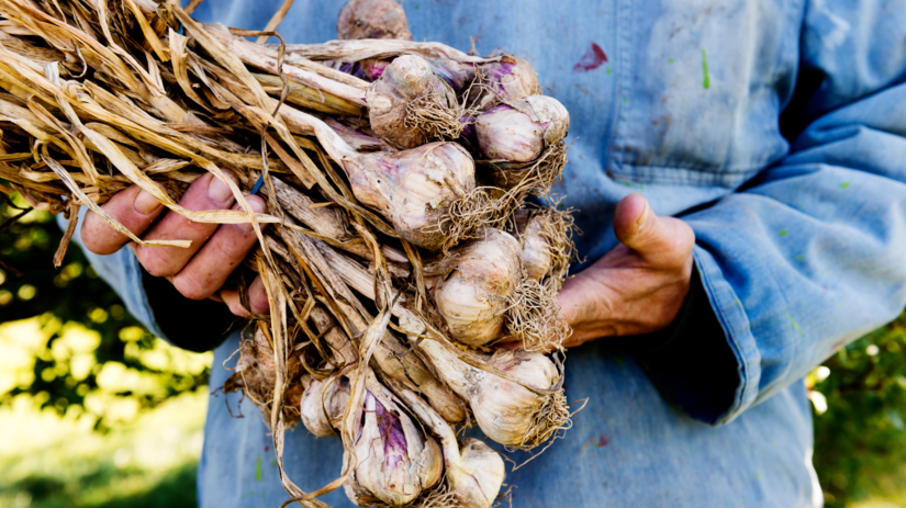 Ako spravne uskladnit cesnak na zimu