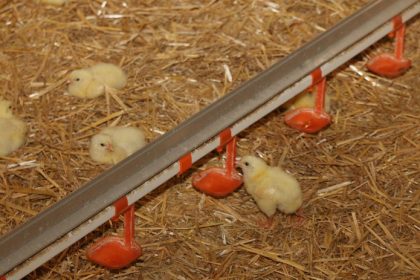 Boj o slovensky rezen vrcholi Kuraci porazil bravcovy no zarabaju obchodnici z cudziny