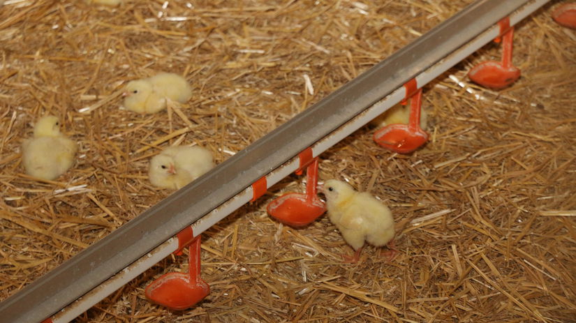 Boj o slovensky rezen vrcholi Kuraci porazil bravcovy no zarabaju obchodnici z cudziny