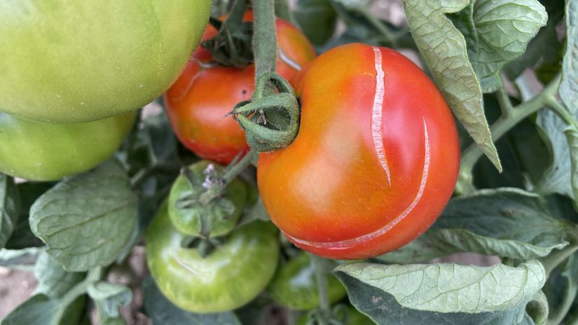 Jednoduchy tip na pevne rajciny overeny trik