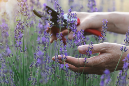 Levandula rozkvitne dvakrat za leto ak ju spravne zrezete Kedy a ako sa pustit do prace