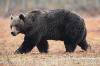 Medvedicu ktora zabila bezca previezli do rezervacie