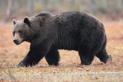 Medvedicu ktora zabila bezca previezli do rezervacie