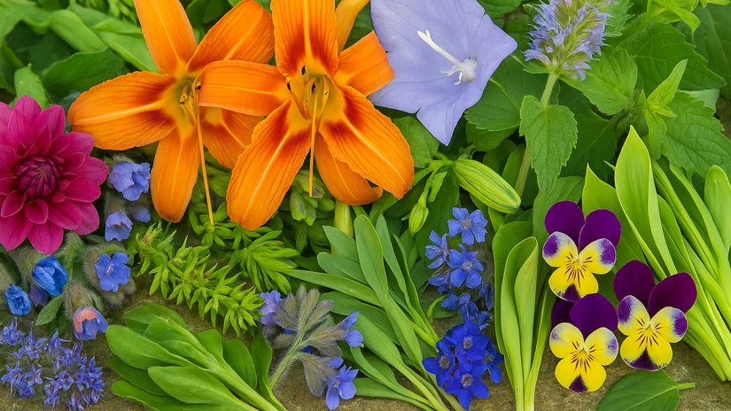 Nneverite co vsetko mozete zjest 11 trvaliek ktore chutia lepsie nez salat