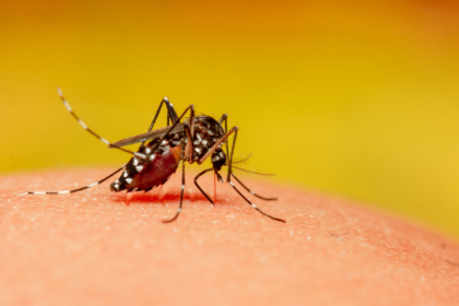 Novy virus sa siri ako pred 20 rokmi Chikungunya dorazil do Europy a WHO varuje pred katastrofou