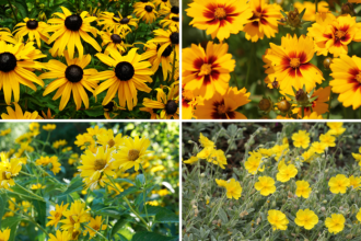 Tip na vysadbu slnecny zahon pre pochmurne dni