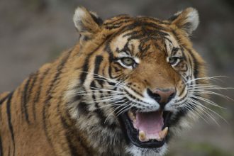 Beru aj kone Danska zoo vyzyva ludi aby jej darovali nechcene a zdrave domace zvierata hodi ich selmam