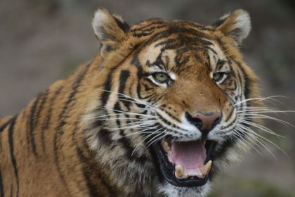 Beru aj kone Danska zoo vyzyva ludi aby jej darovali nechcene a zdrave domace zvierata hodi ich selmam