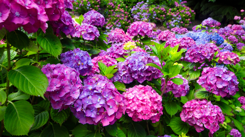 Hortenzie nekvitnu Toto su najcastejsie chyby