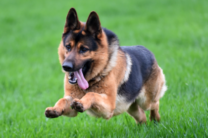 Pes napadol dvoch muzov jedneho museli transportovat vrtulnikom