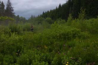 Taraba Rocne sa vytazi len 63 prirastku lesov
