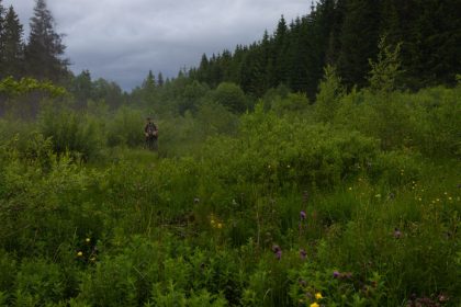Taraba Rocne sa vytazi len 63 prirastku lesov