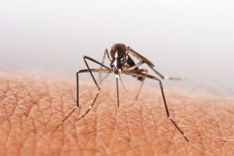 Toxicke repelenty a ohrozenie zivota v lete