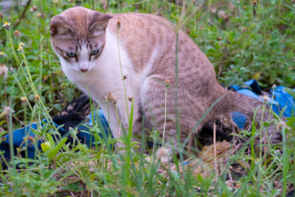 Ako sa zbavit tulavych maciek v zahrade