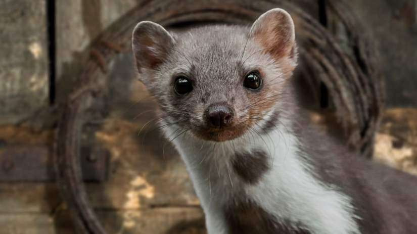 Kuna v dome alebo v aute Ako ju odplasit