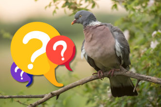 Kvize Poznate menej zname vtaky Slovenska