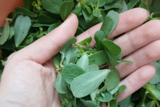 Mnohi ju vytrhavaju zo zahrady ako burinu