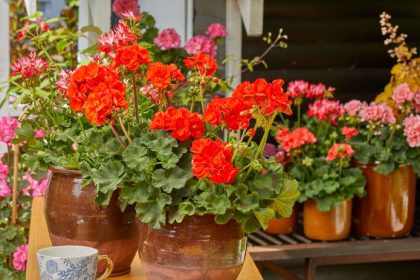 Muskaty na jesen potrebuju iny rezim