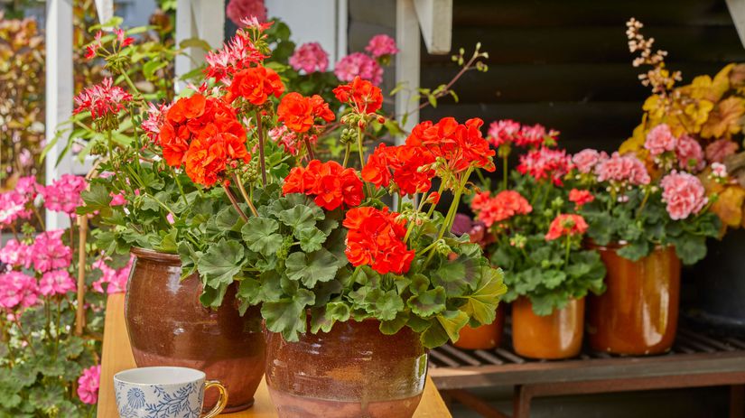 Muskaty na jesen potrebuju iny rezim