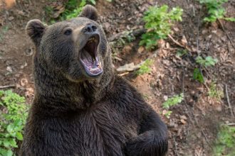 Na Hornej Nitre medved zautocil na muza zraneny v nemocnici