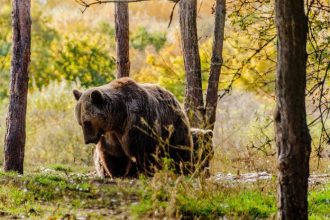 TANAP varuje V okoli Tatranskej Lesnej sa pohybuje agresivny medved