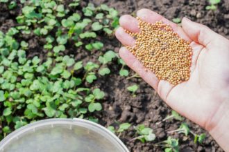 Tento jesenny trik nahradi hnoj a chemiu