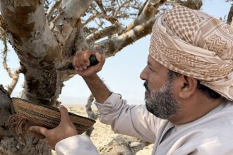 V omanskom udoli rastie poklad bieleho zlata
