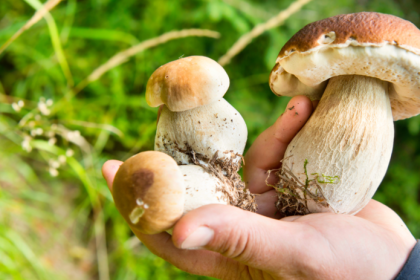 Vystava hub ukaze desiatky zivych exemplarov