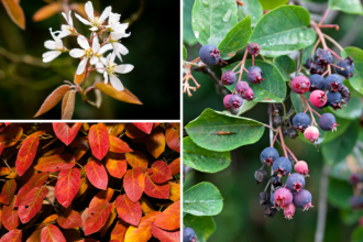 Chutne ovocie so silou liecenia znizte riziko infarktu mrtvice a cukrovky 2 typu