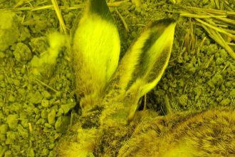 Smrtiace sezonne ochorenie sa siri Slovenskom