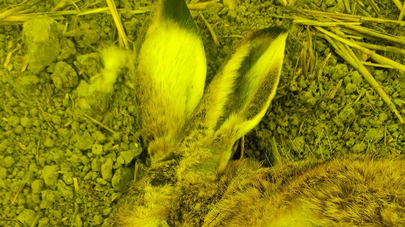 Smrtiace sezonne ochorenie sa siri Slovenskom