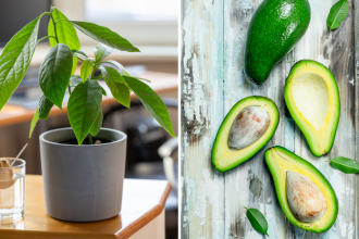 Avokado z kostky rastlo vyskovo listy ovisali