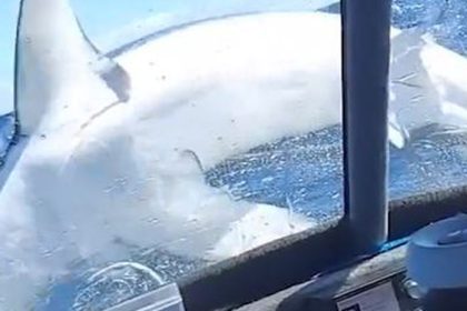 Blizke stretnutie nebezpecneho druhu Zurivy zralok na lodi