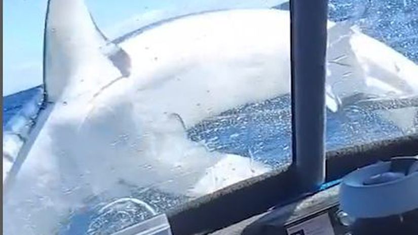 Blizke stretnutie nebezpecneho druhu Zurivy zralok na lodi