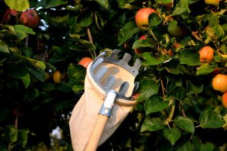 Jedna chyba pri zbere a uroda sa pokazi