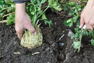 Kedy je zeler pripraveny na zber