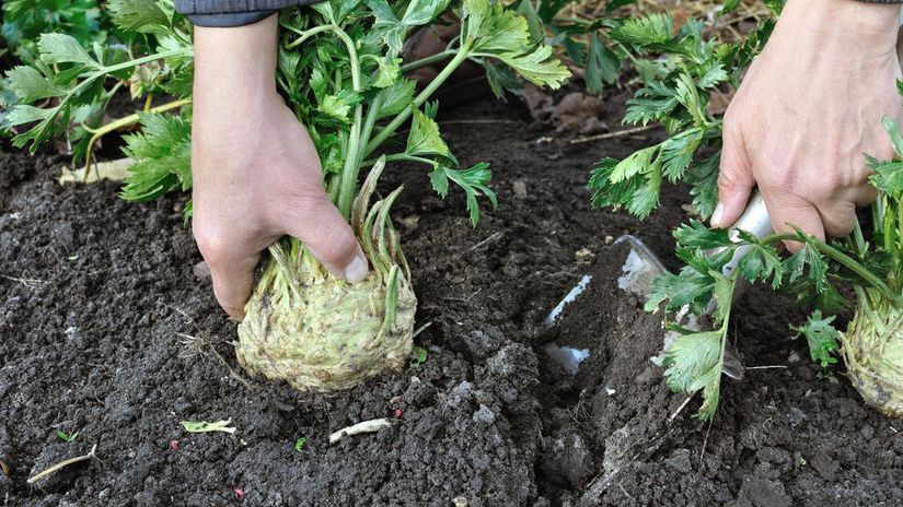 Kedy je zeler pripraveny na zber