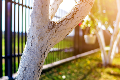 Mnoh to stale podcenuju detail ktory chrani stromy