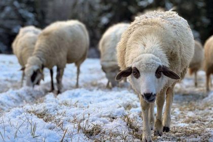 Orava zaziva navrat salasnictva 800 oviec putuje spat