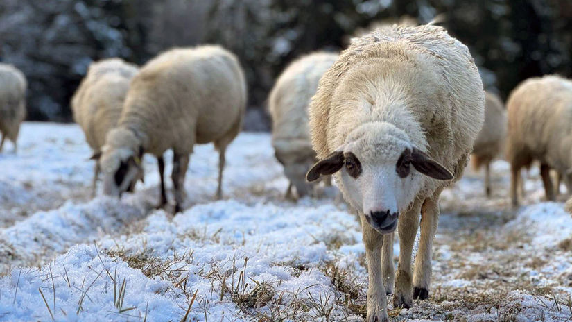 Orava zaziva navrat salasnictva 800 oviec putuje spat