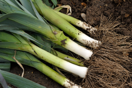 Trik ktory sa oplati poznat por ulozeny tymto sposobom si zachova chut a stavnatost az do jari