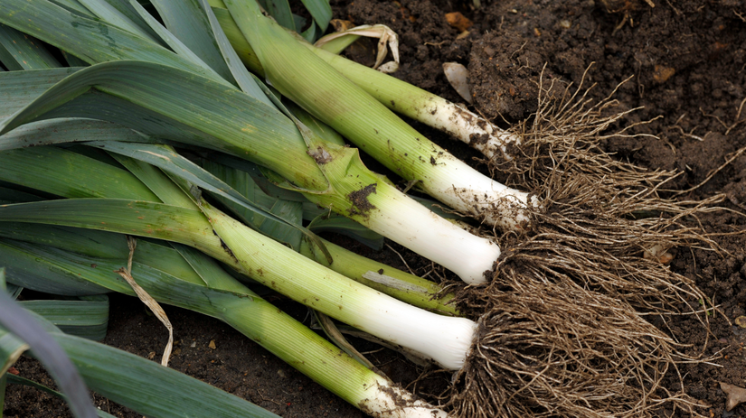 Trik ktory sa oplati poznat por ulozeny tymto sposobom si zachova chut a stavnatost az do jari