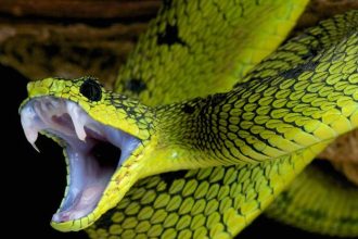 Vedci mozno vynasli univerzalny protijed proti hadiemu ustipnutiu