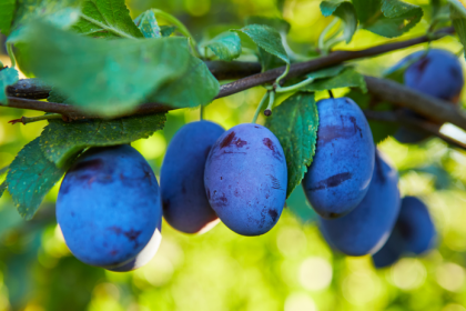 Ako rezat slivky aby bohato rodili