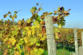Karantena sa znova rozsirila stat eviduje devat okresov obce volaju po spolocnom zasahu