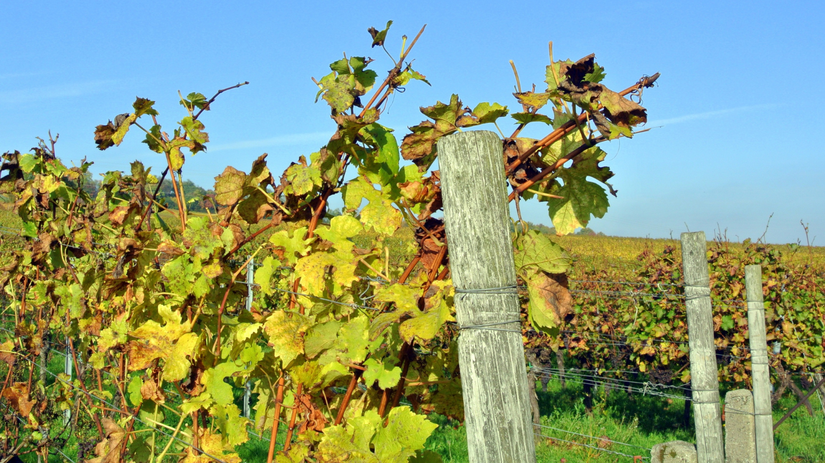 Karantena sa znova rozsirila stat eviduje devat okresov obce volaju po spolocnom zasahu