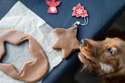 Ked sviatky koncia u veterinara psy sa otravia jedlom zo stola