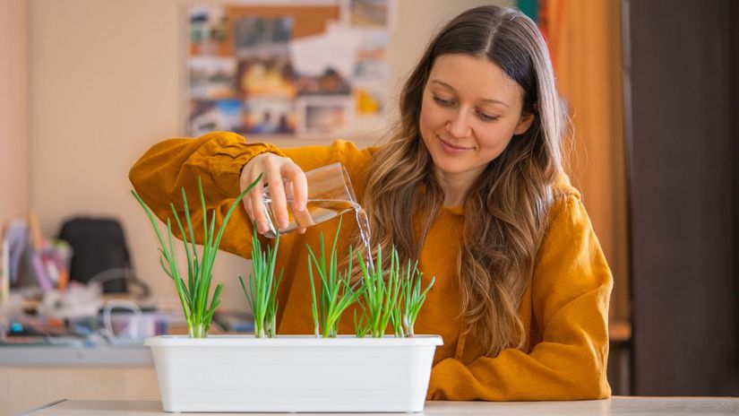 Ktore zeleninu a bylinky pestovat v zime