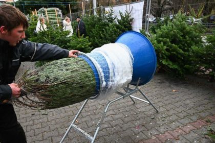 Vyberate zivy vianocny stromcek Ceny jedli v 2025 mozu presiahnut 150 eur