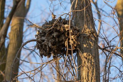 Zahadne hniezda v korunach stromov kto ich stavia